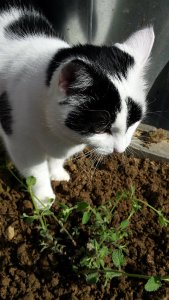 ThankfulThursday21-4-2016