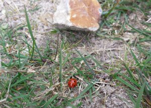 ThankfulThursday21-4-2016