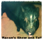 bacons-show-and-tell