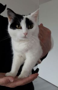 CaturdayArtFathersDay