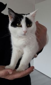 CaturdayArtFathersDay