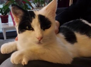 grandpawsday19-6-2016