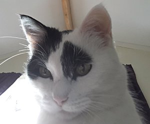 showandtellBacon30-6-2016