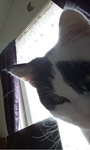 showandtellBacon30-6-2016