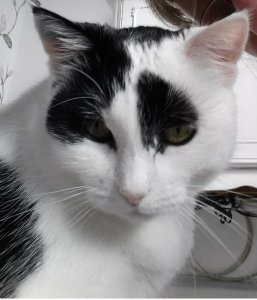 showandtellBacon30-6-2016