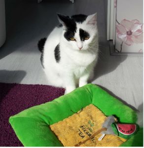 SundaySelfieMagician