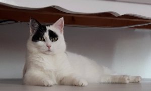 Brotherhoodoftheworldaward