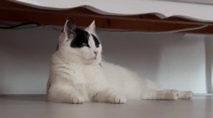 Brotherhoodoftheworldaward