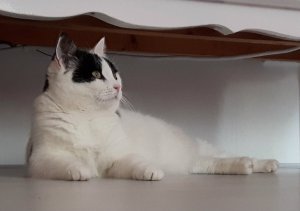 Brotherhoodoftheworldaward