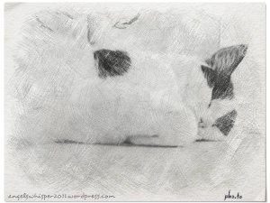 Brotherhoodoftheworldaward