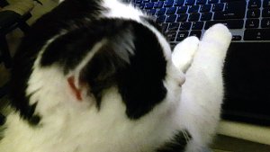 Brotherhoodoftheworldaward