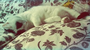 funny.pho.to_sunny_retro