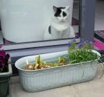 gardenactivitiescontinues