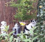 gardenactivitiescontinues