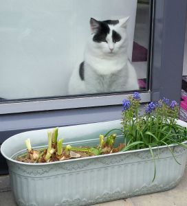 gardenactivitiescontinues