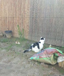 gardenactivitiescontinues