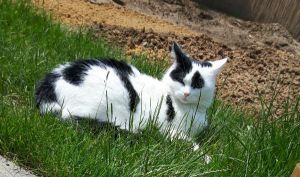 gardenactivitiescontinues