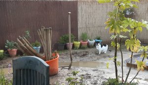 gardenactivitiescontinues