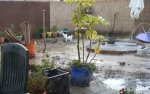gardenactivitiescontinues