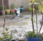 gardenactivitiescontinues