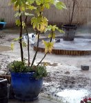 gardenactivitiescontinues