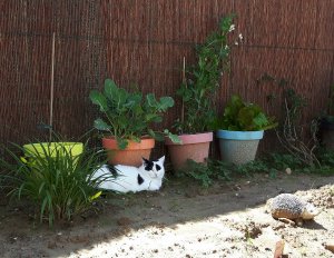 gardenactivitiescontinues