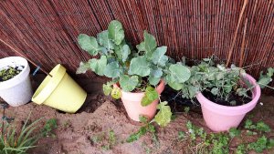 gardenactivitiescontinues