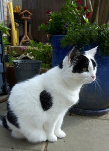 gardenactivitiescontinues