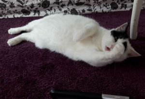 wordlesswednesday27-7-2016