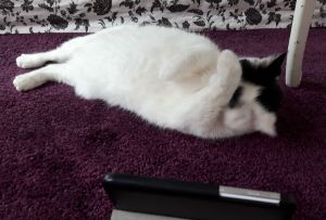 wordlesswednesday27-7-2016