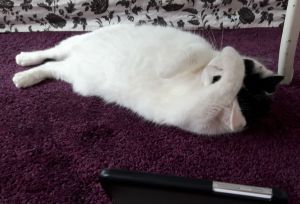 wordlesswednesday27-7-2016