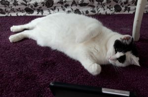 wordlesswednesday27-7-2016