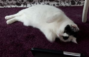 wordlesswednesday27-7-2016