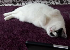 wordlesswednesday27-7-2016