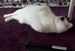 wordlesswednesday27-7-2016