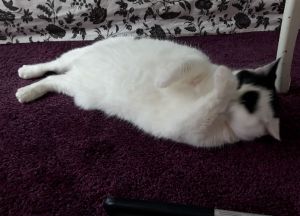 wordlesswednesday27-7-2016