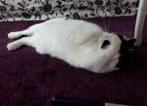 wordlesswednesday27-7-2016