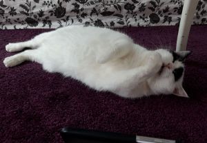 wordlesswednesday27-7-2016