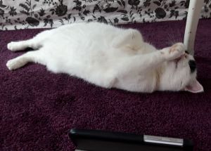 wordlesswednesday27-7-2016