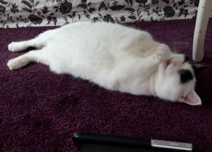 wordlesswednesday27-7-2016