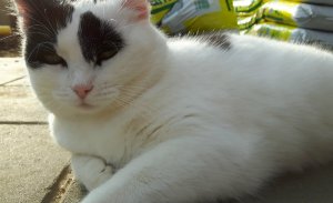 BrotherhoodCaturdayArt