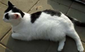 BrotherhoodCaturdayArt