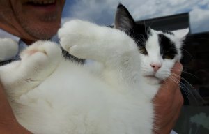 CaturdayArt13-8-2016