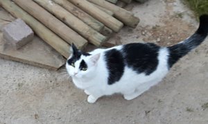 CaturdayArt20-8-2016