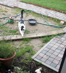 CaturdayArt20-8-2016