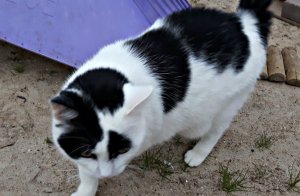 CaturdayArt20-8-2016