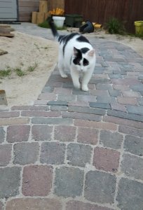 CaturdayArt20-8-2016