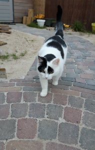 CaturdayArt20-8-2016