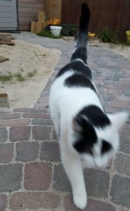 CaturdayArt20-8-2016