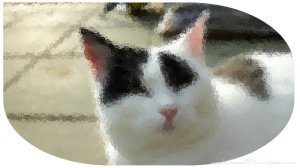 CaturdayArtBrotherhood2.0